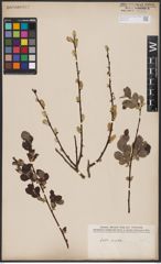 Foto von Salix aurita L.
